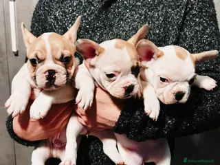 Bulldog Francese cani Cuccioli Bulldog Francese - Annuncio 1