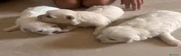 Maltese cani in vendita: Vendo maltesi - Annuncio 9