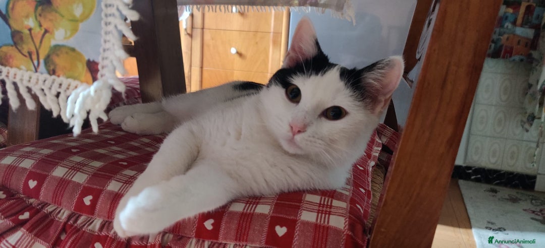 Meticcio gatti in regalo: ADOZ.DEL CUORE: dolcissima micia senza casa - Annuncio 6