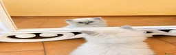 British gatti in vendita: Cuccioli British Longhair - Annuncio 22