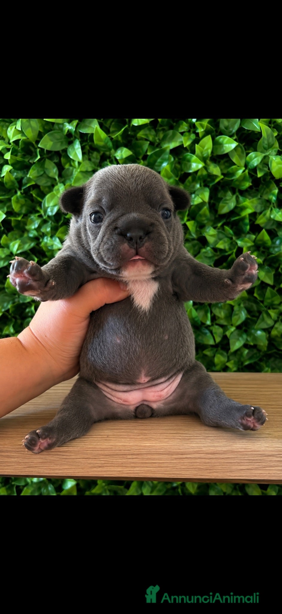 Bulldog Francese cani Cuccioli bulldog francese  - Annuncio 11