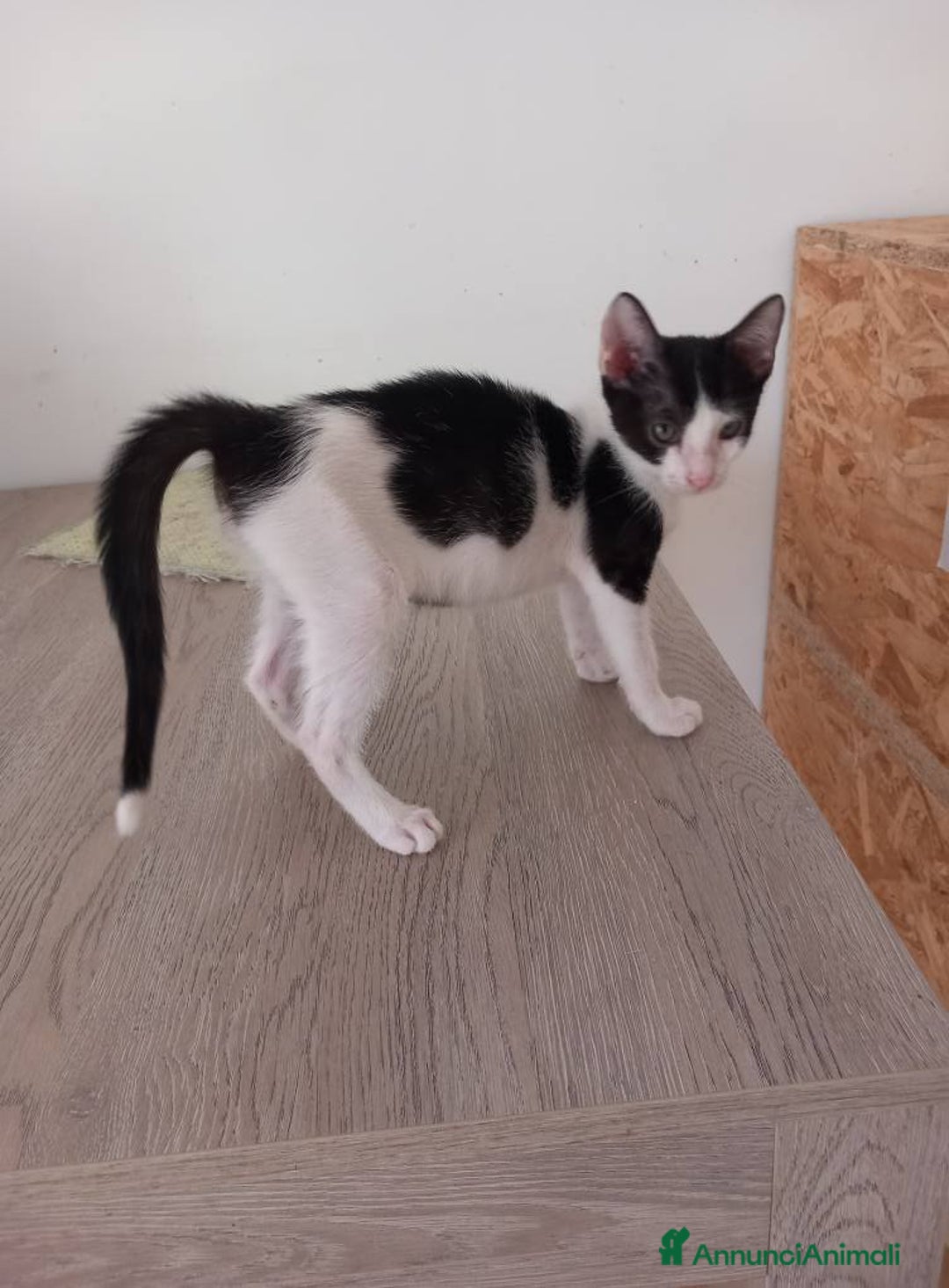 Europeo gatti in regalo: Dolce micino da adottare, LUPIN! - Annuncio 4