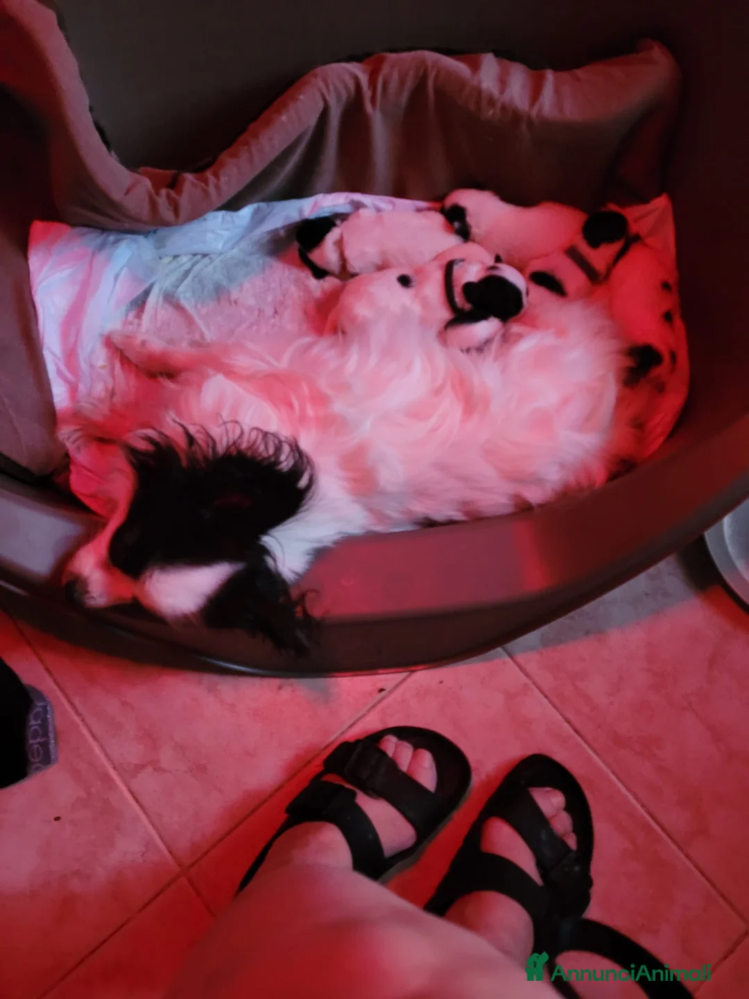 Papillon cani in vendita: Cucciolo piccola taglia  - Annuncio 2