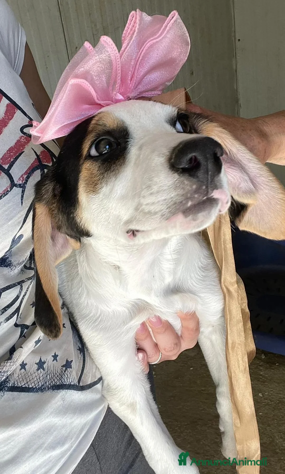 Meticcio cani in regalo: DOLCISSIME SORELLINE a Città metropolitana di Milano - Annuncio 1