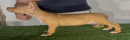 Pitbull cani in vendita: Pitbull ukc  - Annuncio 7