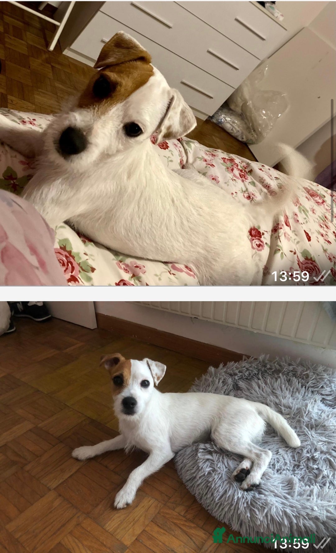 Parson Russell cani in regalo: Famiglia per Kira - Annuncio 2