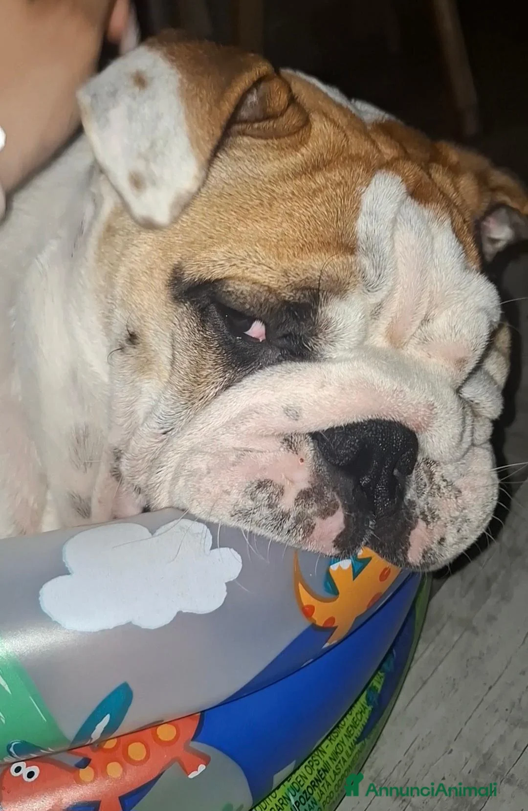 Bulldog cani in vendita: Bulldog inglese  a Provincia di Vicenza - Annuncio 2
