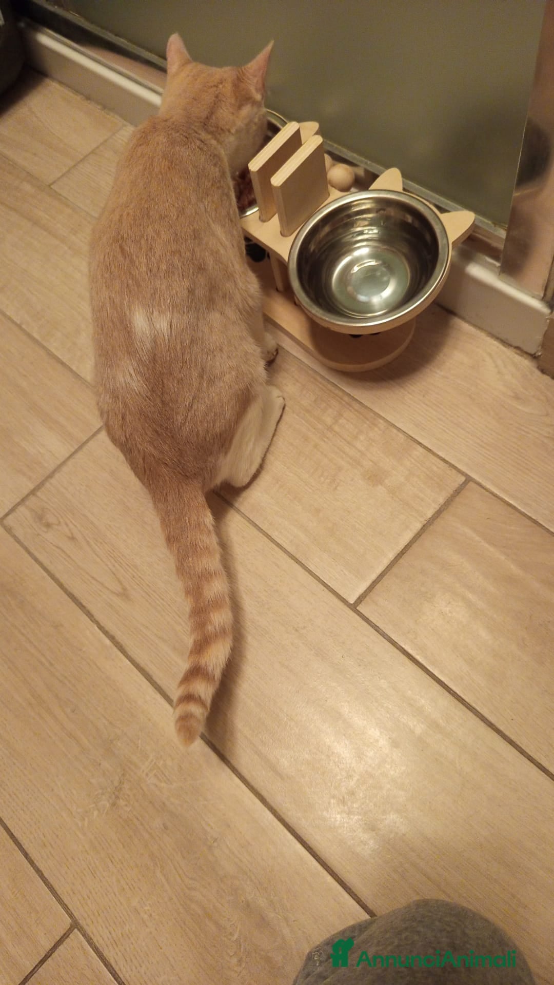 Meticcio gatti in regalo: DOLCISSIMA GATTINA DA ADOTTARE - Annuncio 5