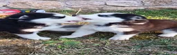 Husky cani in vendita: Cuccioli di siberian husky - Annuncio 16
