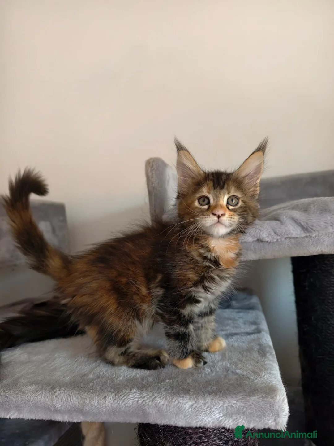 Maine Coon gatti in vendita: Splendida cucciola tortie  - Annuncio 1