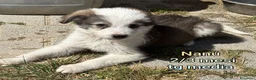 Meticcio cani in regalo: ADOTTA UN CUCCIOLO  a Provincia di Reggio Emilia - Annuncio 9