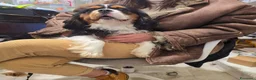 Cavalier King cani in vendita: Cuccioli di Cavalier King Charles Spaniel - Annuncio 1