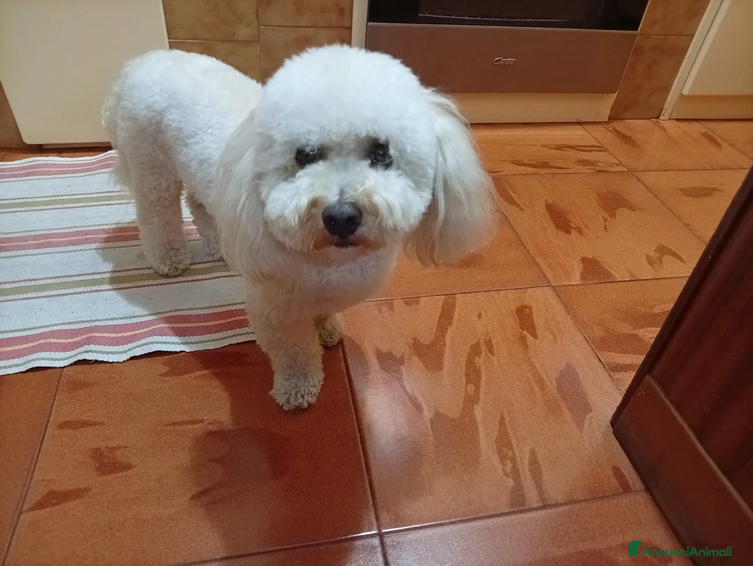 Barboncino Toy cani in vendita: Barboncino Toy  - Annuncio 1