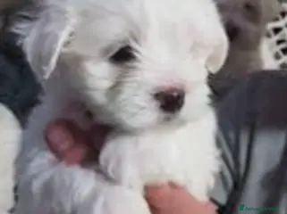 Maltese cani Maltese Toy maschio - Annuncio 1