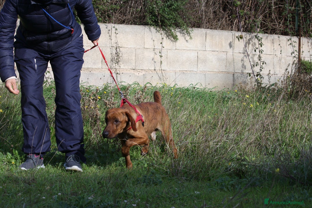 Meticcio cani in regalo: Giordan giovane segugio in adozione  - Annuncio 3