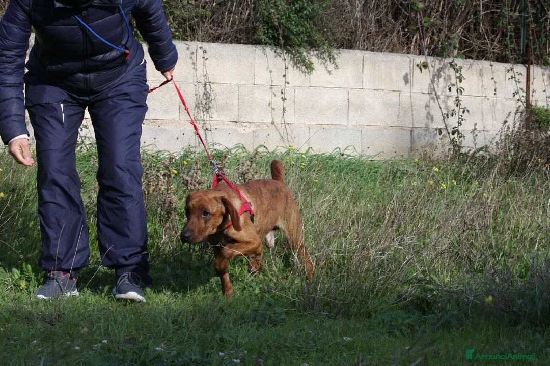 Meticcio cani in regalo: Giordan giovane segugio in adozione  - Annuncio 3