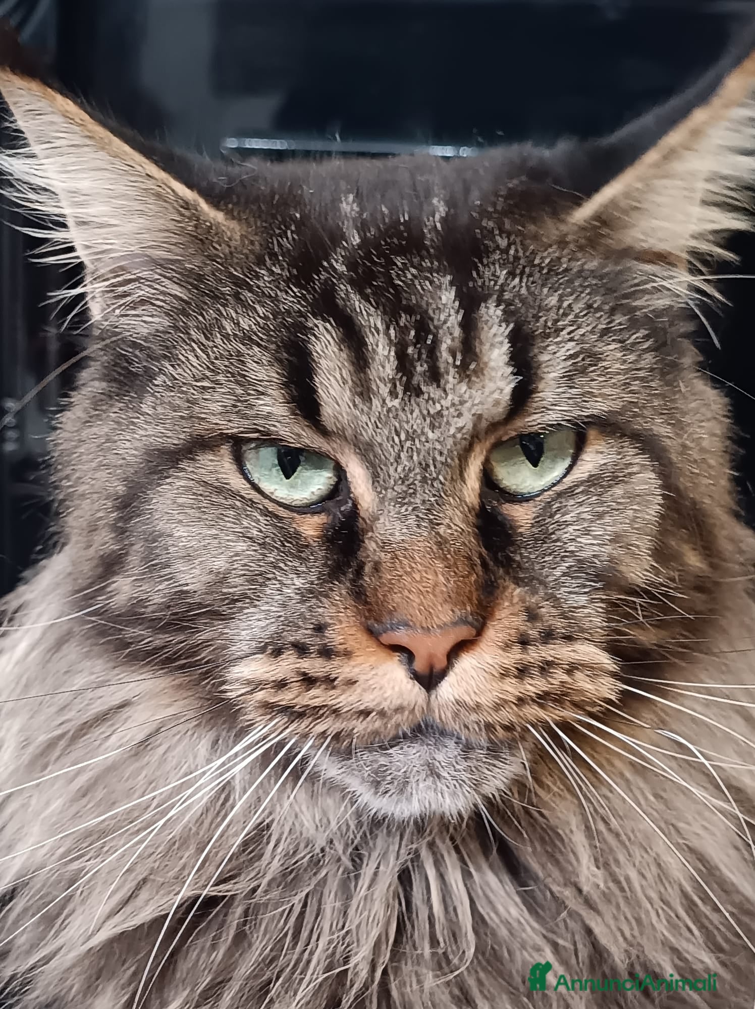 Maine Coon gatti Cucciola maine coon - Annuncio 15