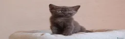 British gatti in vendita: British Shorthair  - Annuncio 3