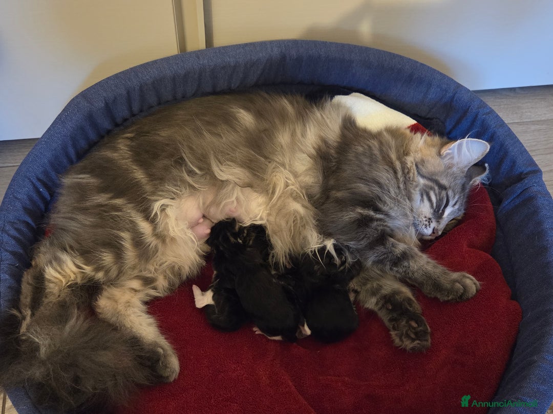 Maine Coon gatti in vendita: Vendo Cuccioli di Maine Coon - Annuncio 34