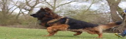 Pastore Tedesco cani in vendita: Pastore tedesco grigio a pelo lungo. Vera rarità - Annuncio 5