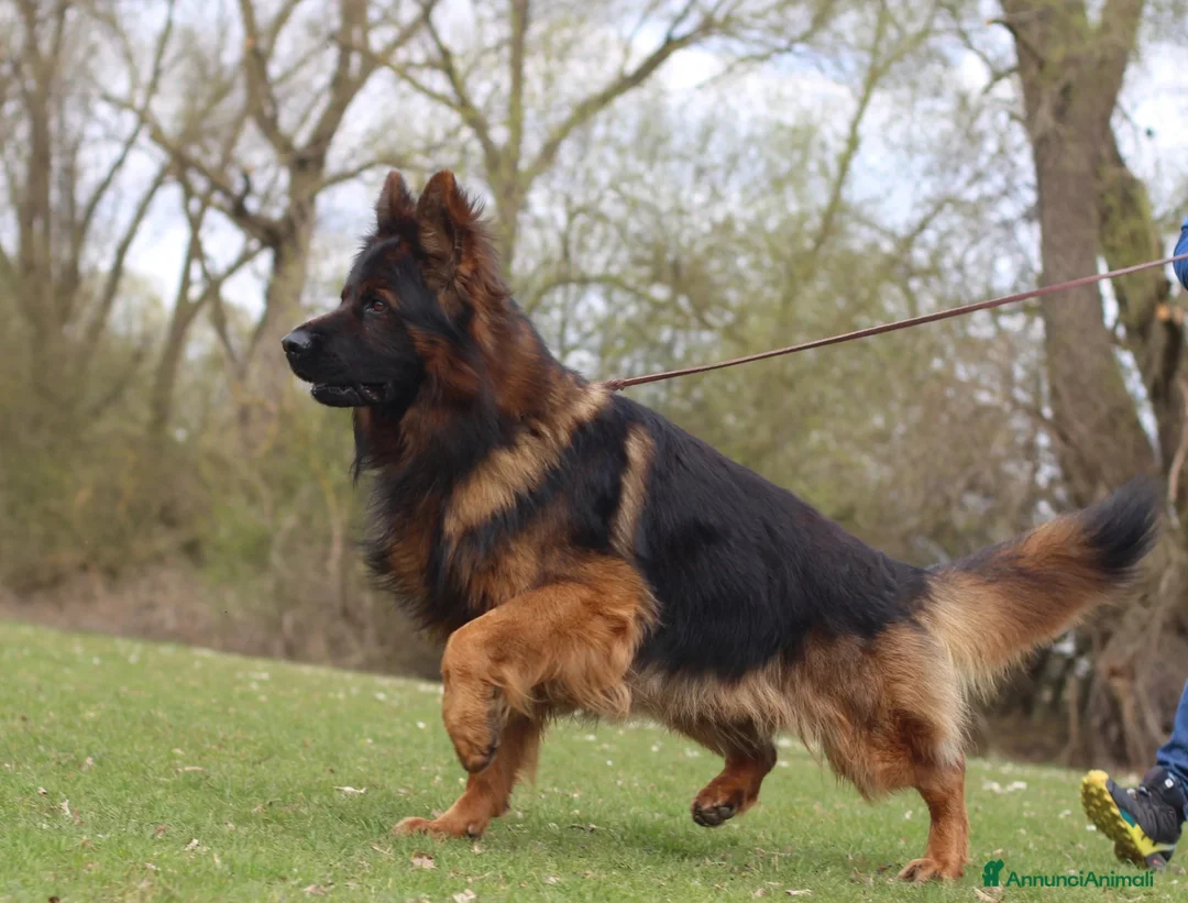 Pastore Tedesco cani in vendita: Pastore tedesco grigio a pelo lungo. Vera rarità - Annuncio 5