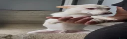 Meticcio cani in regalo: Adozione del cuore per Coco - Annuncio 1