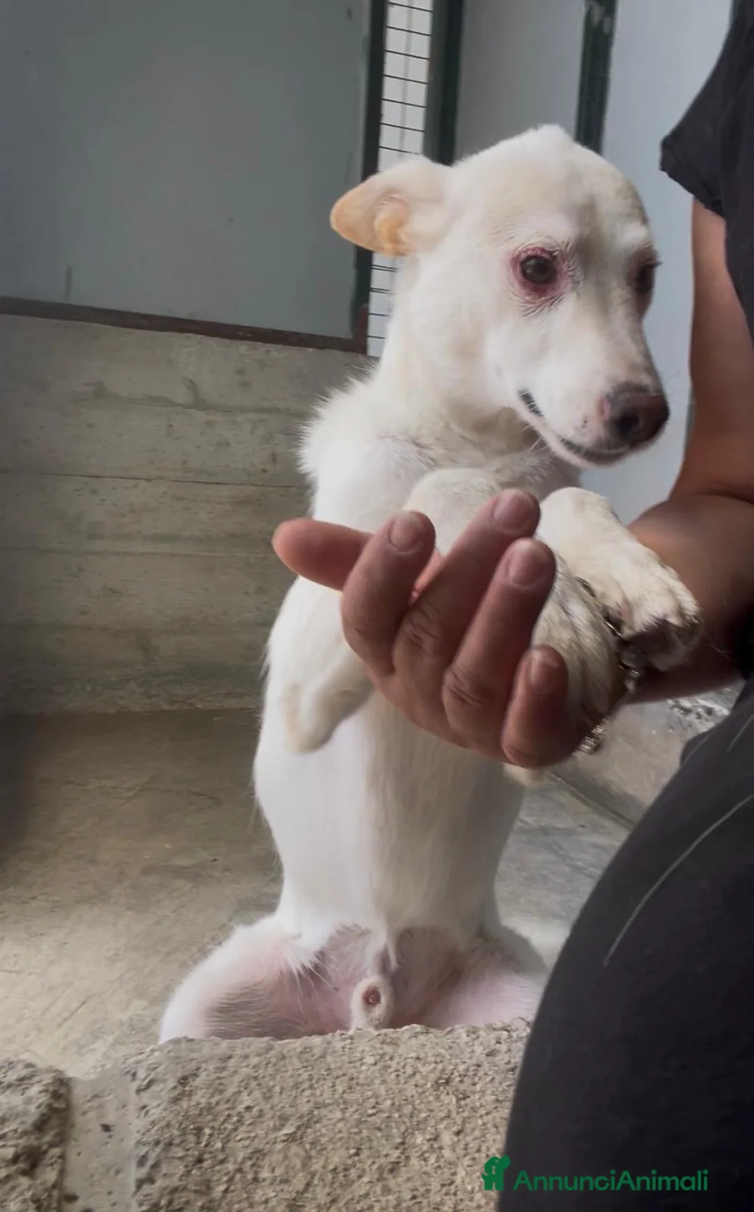 Meticcio cani in regalo: Adozione del cuore per Coco - Annuncio 1