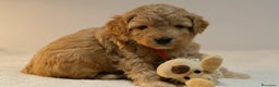 Meticcio cani in vendita: Cuccioli di F1BB Cavapoo Rosso & Crema - Annuncio 16