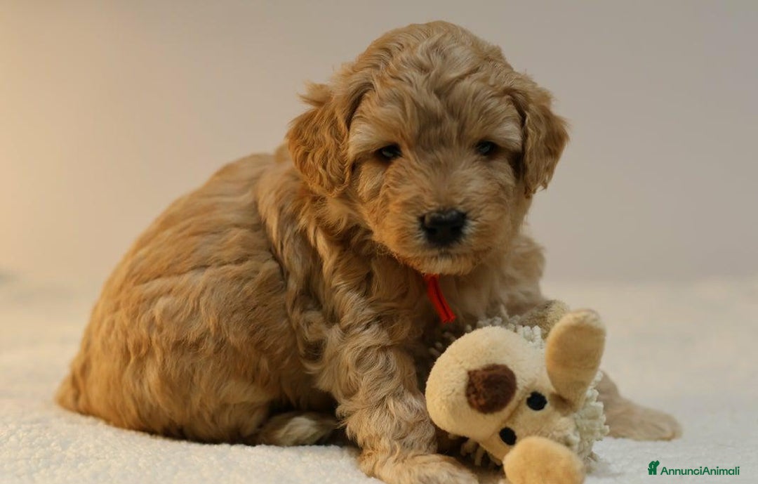 Meticcio cani in vendita: Cuccioli di F1BB Cavapoo Rosso & Crema - Annuncio 16