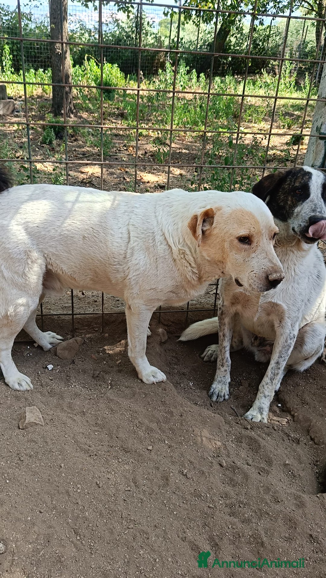 Labrador cani in regalo: OSVALDO  a Provincia di Avellino - Annuncio 7