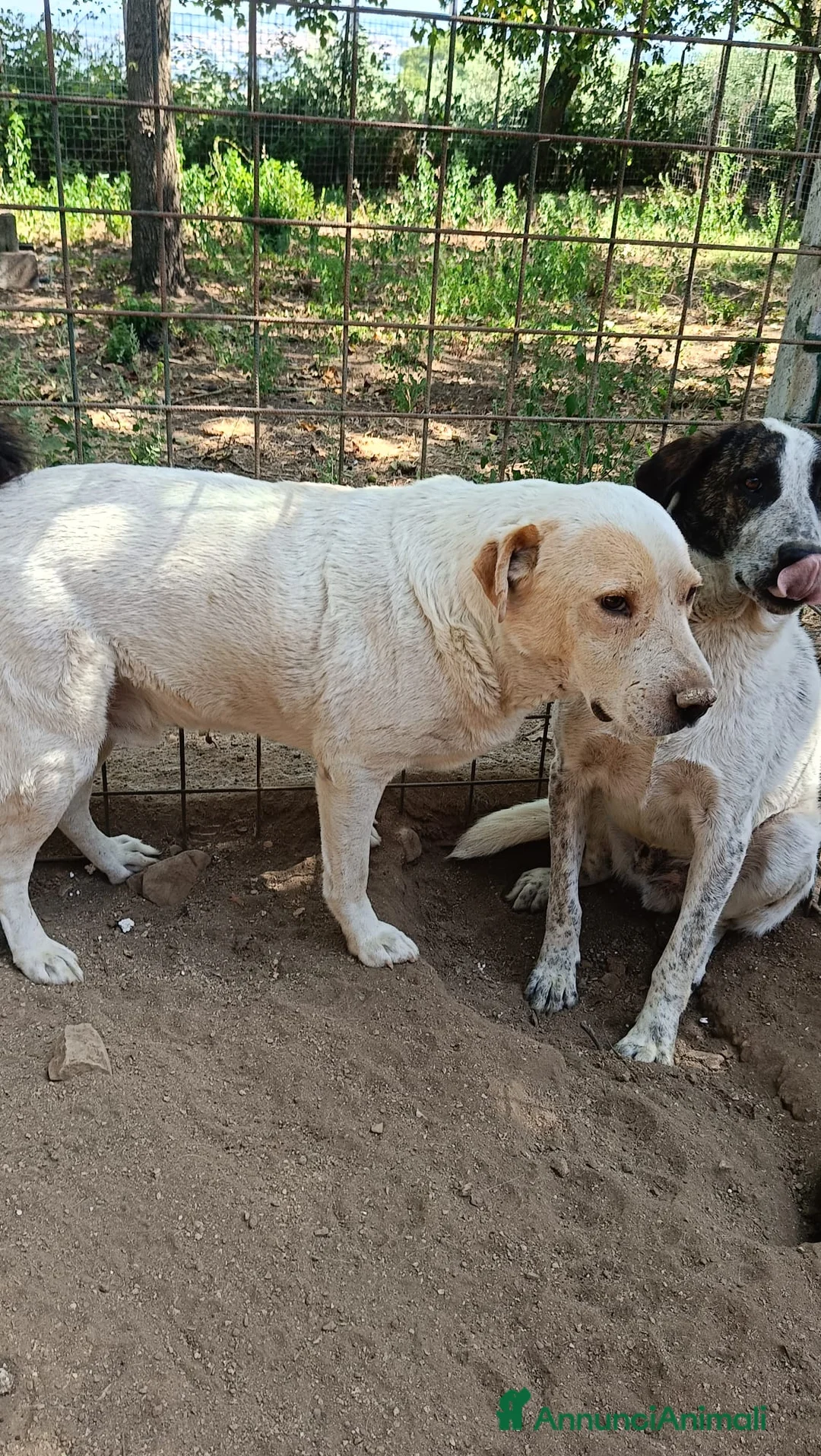 Labrador cani in regalo: OSVALDO  a Provincia di Avellino - Annuncio 7