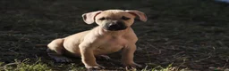 Pitbull cani in vendita: Cuccioli Pit Bull con Pedigree anche a rate - Annuncio 9