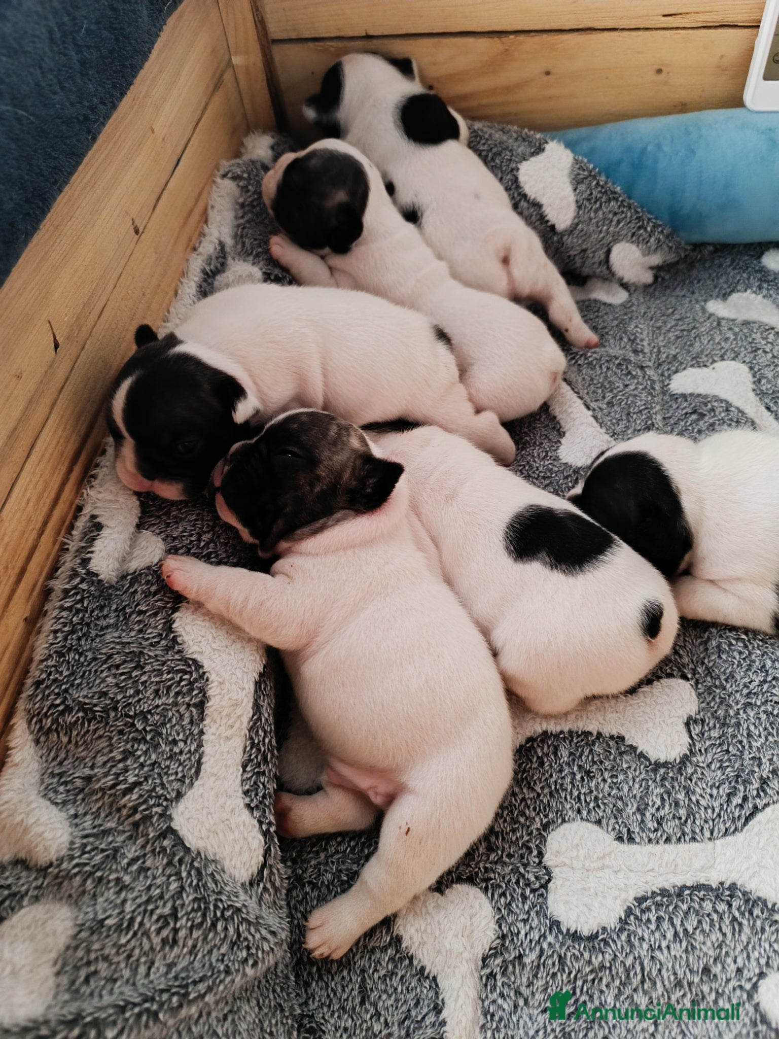 Bulldog Francese cani Cuccioli Bulldog francese di qualità Enci - Annuncio 1