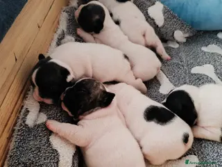 Bulldog Francese cani Cuccioli Bulldog francese di qualità Enci - Annuncio 1