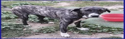 Meticcio cani in regalo: VESPA 6-7mesi meravigliosa cucciolona a Città metropolitana di Milano - Annuncio 2