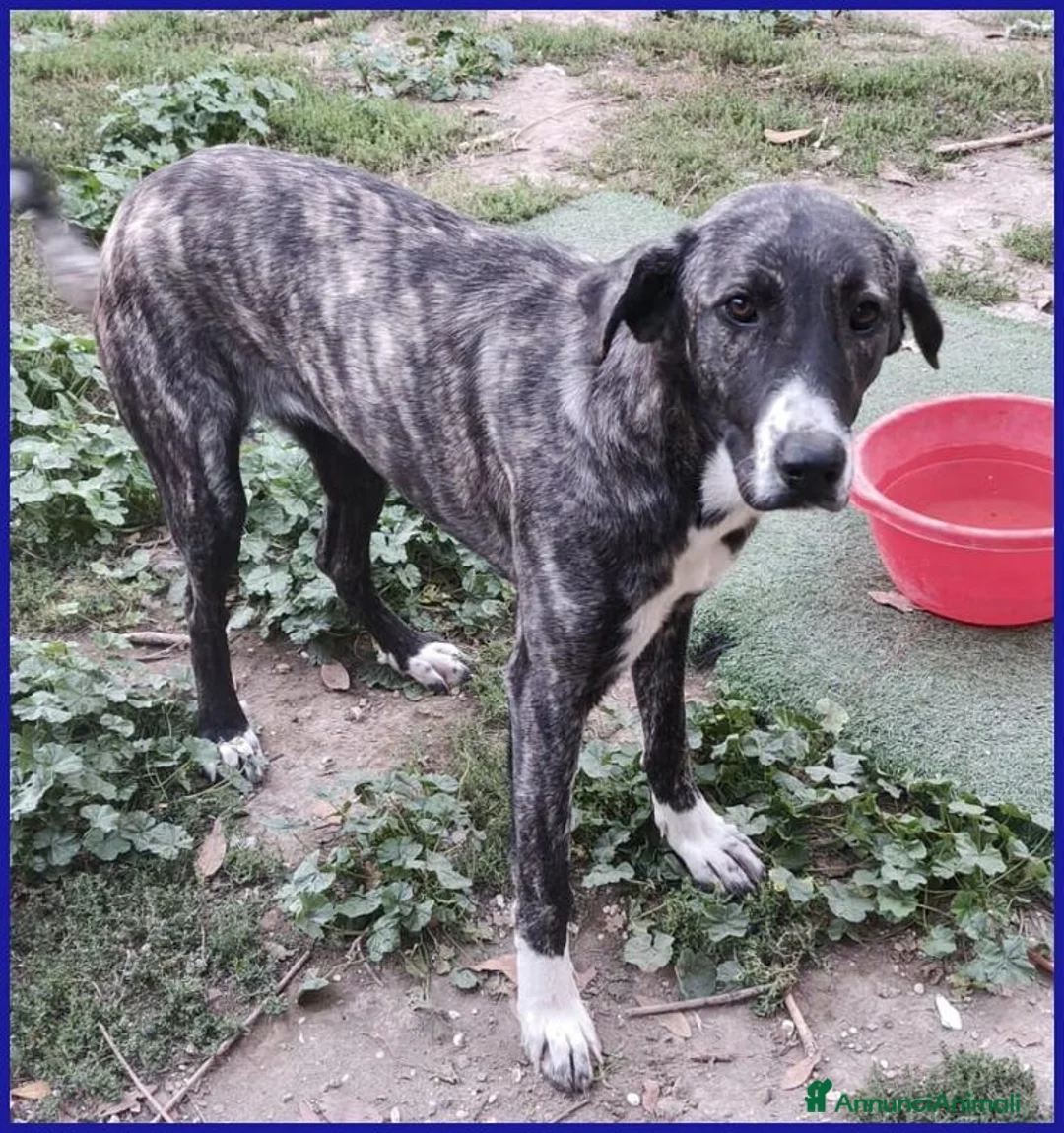Meticcio cani in regalo: VESPA 6-7mesi meravigliosa cucciolona a Città metropolitana di Milano - Annuncio 2