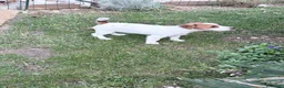 Jack Russell cani in vendita: Jack Russell  a Provincia di Vicenza - Annuncio 4