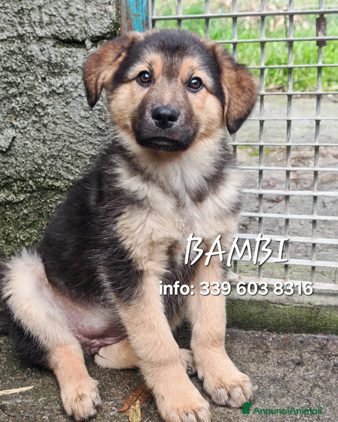 Meticcio cani in regalo: BAMBI 🩷 - cucciola futura taglia media cerca 🏡  - Annuncio 1