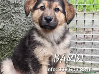 Meticcio cani BAMBI 🩷 - cucciola futura taglia media cerca 🏡 - Annuncio 11