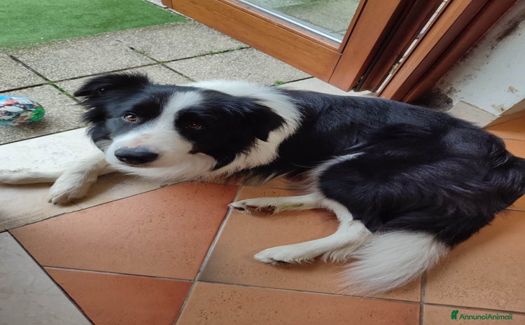 Border Collie cani a Città Metropolitana di Venezia - Annuncio 14