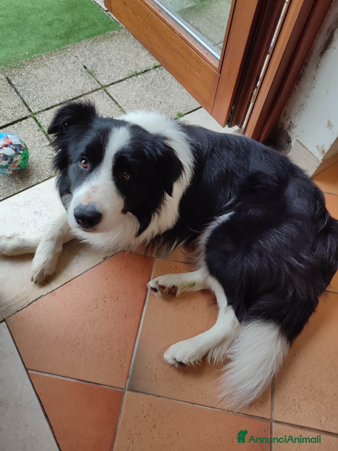 Border Collie cani per accoppiamento: Disponibile accoppiamento a Città Metropolitana di Venezia - Immagine 1