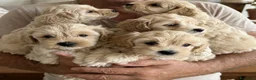 Maltipoo cani in vendita: Maltipoo - Annuncio 1