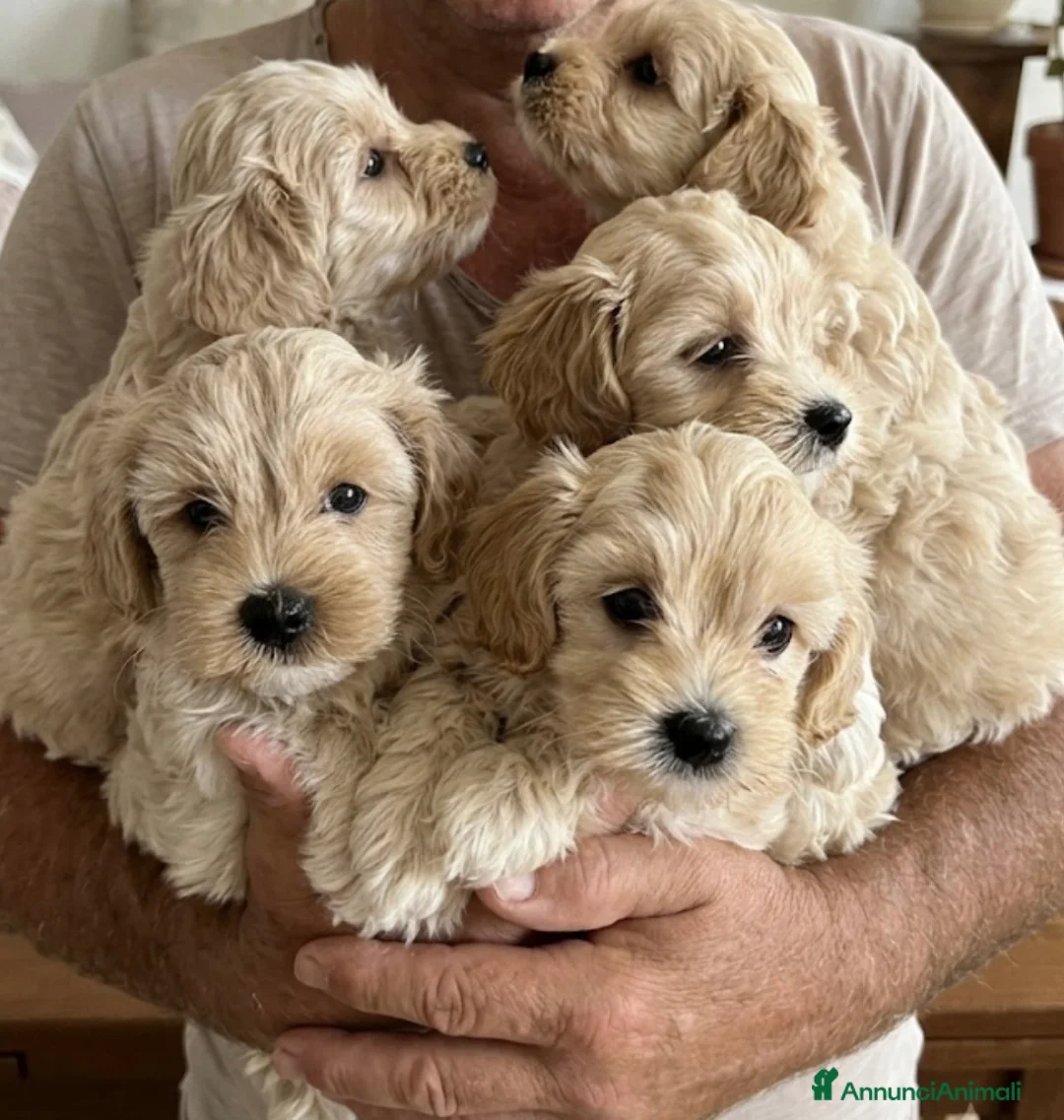 Maltipoo cani in vendita: Maltipoo - Annuncio 1