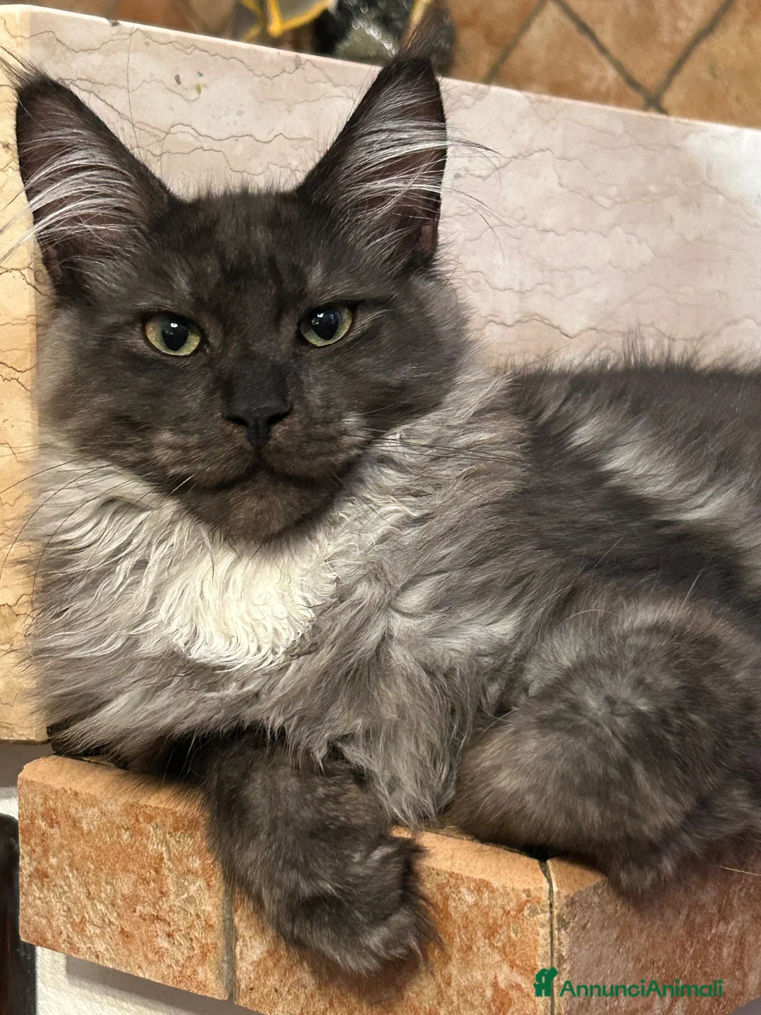 Maine Coon gatti in vendita: Maine Coon  - Annuncio 6
