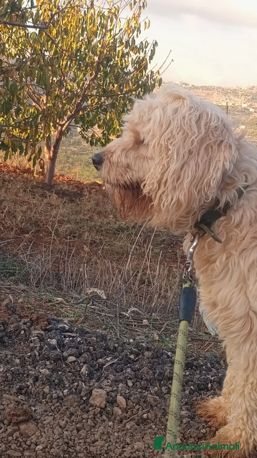 Barboncino cani in regalo: Splendido Barboncino - FLUFFY - Annuncio 18