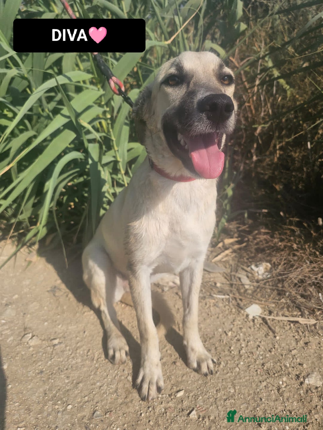 Altre razze cani in regalo: diva  - Annuncio 3