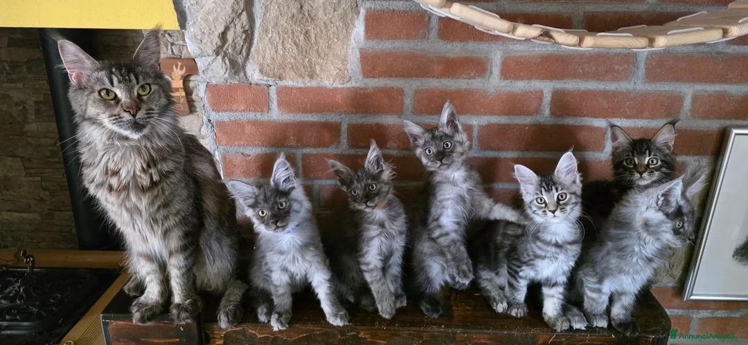 Maine Coon gatti in vendita: Cuccioli Maine Coon  - Annuncio 9