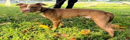 Meticcio cani in regalo: DANKO PIT BULLINO - Annuncio 6