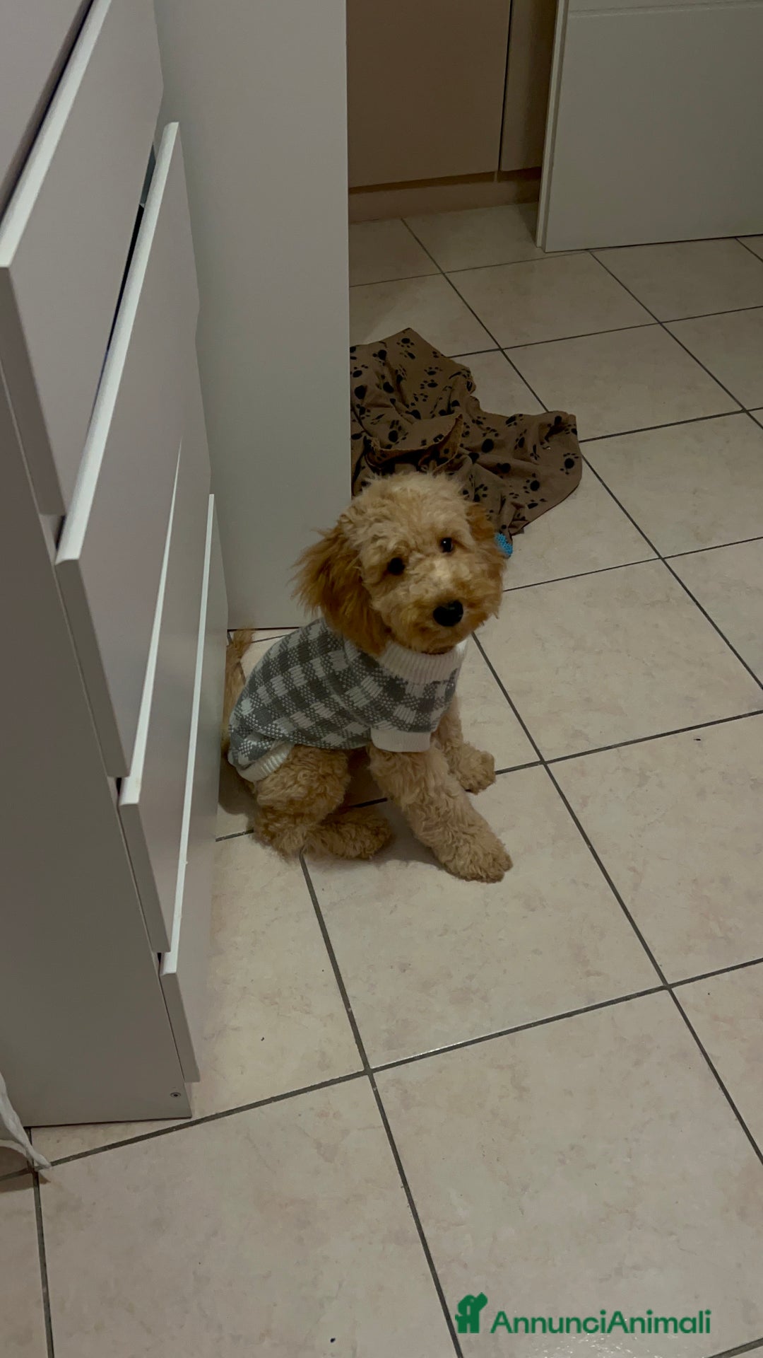 Barboncino cani in regalo: Barboncino - Annuncio 1