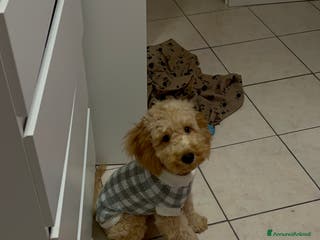 Barboncino cani Barboncino - Annuncio 1